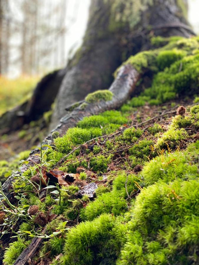No 19 In The Black Forest سانت بلاسين المظهر الخارجي الصورة