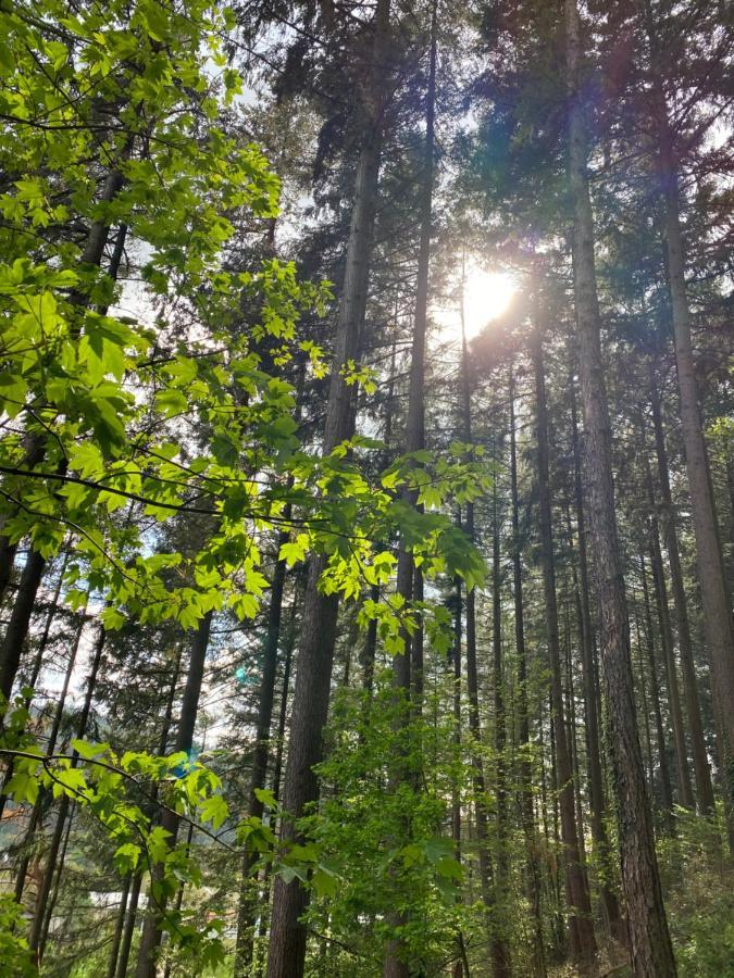 No 19 In The Black Forest سانت بلاسين المظهر الخارجي الصورة
